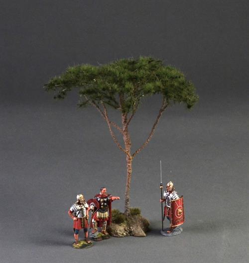 Pine tree (Pinus pinea)